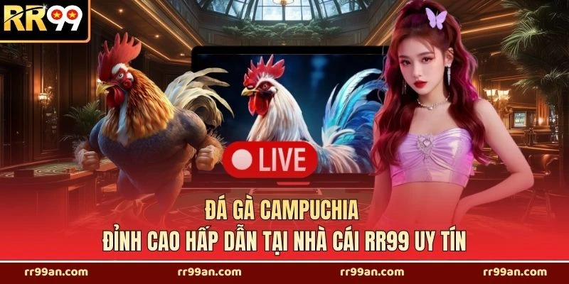 Đá Gà Campuchia Đỉnh Cao Hấp Dẫn Tại Nhà Cái RR99 Uy Tín